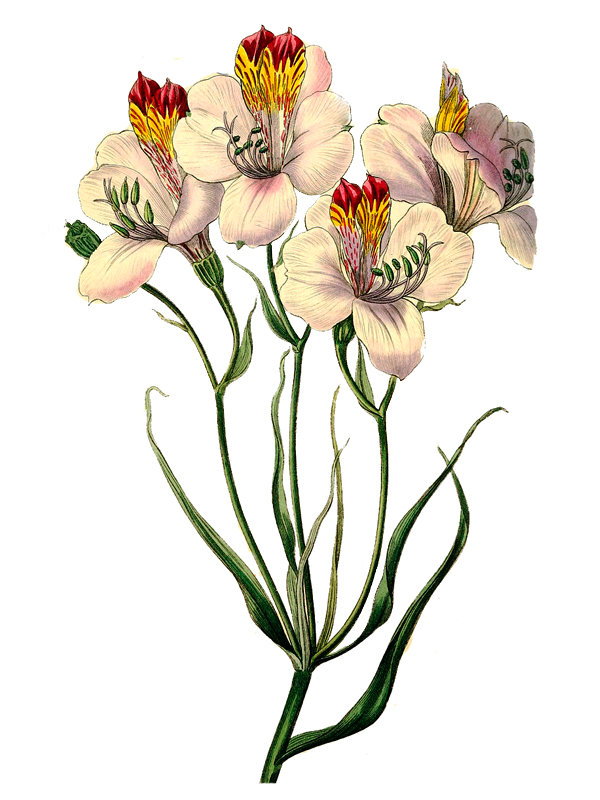Alstroemeria ligtu