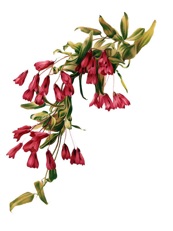 Bomarea salsilla