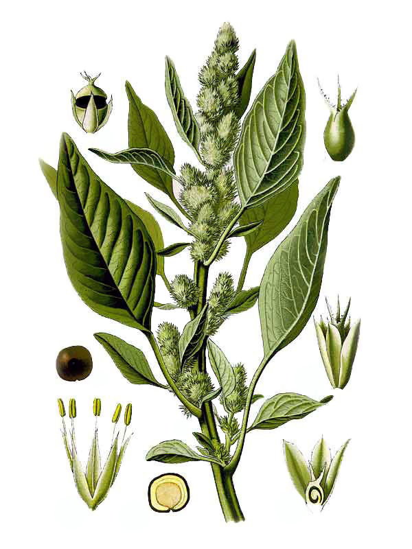 Amaranthus retroflexus