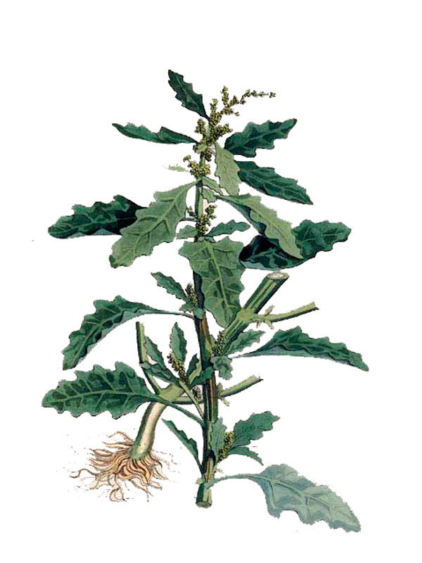 Chenopodium glaucum