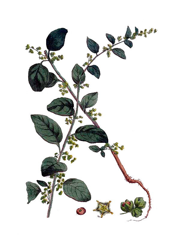 Chenopodium polyspermum