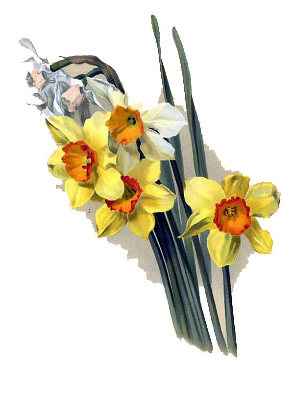 Narcissus incomparabilis