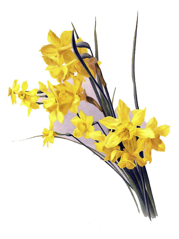 Narcissus odorus