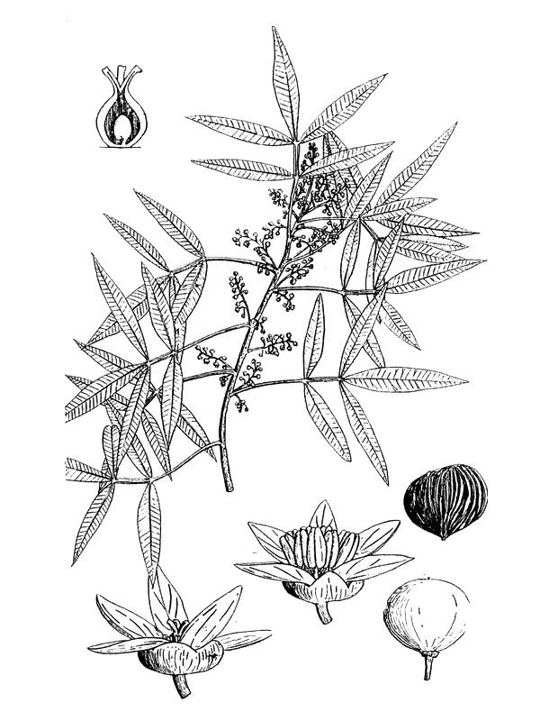 Lithraea molleoides