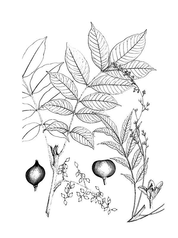 Toxicodendron yunnanense