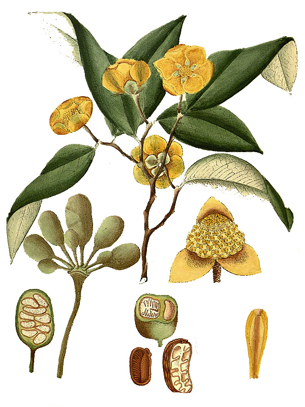 Uvaria narum