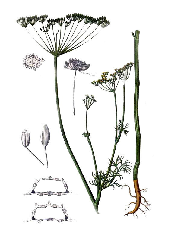 Anethum graveolens