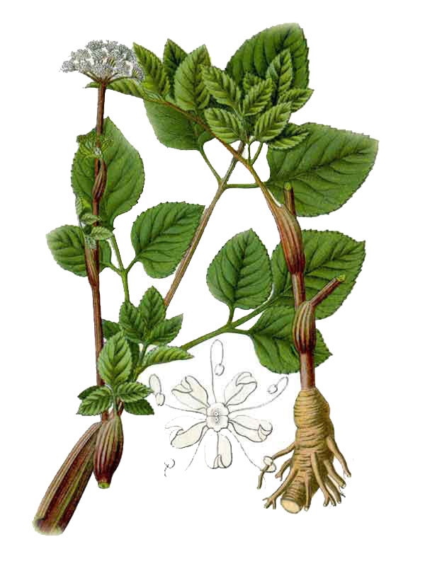 Angelica silvestris