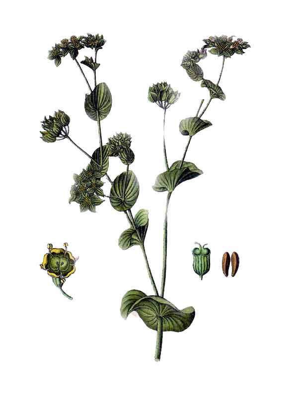 Bupleurum rotundifolium