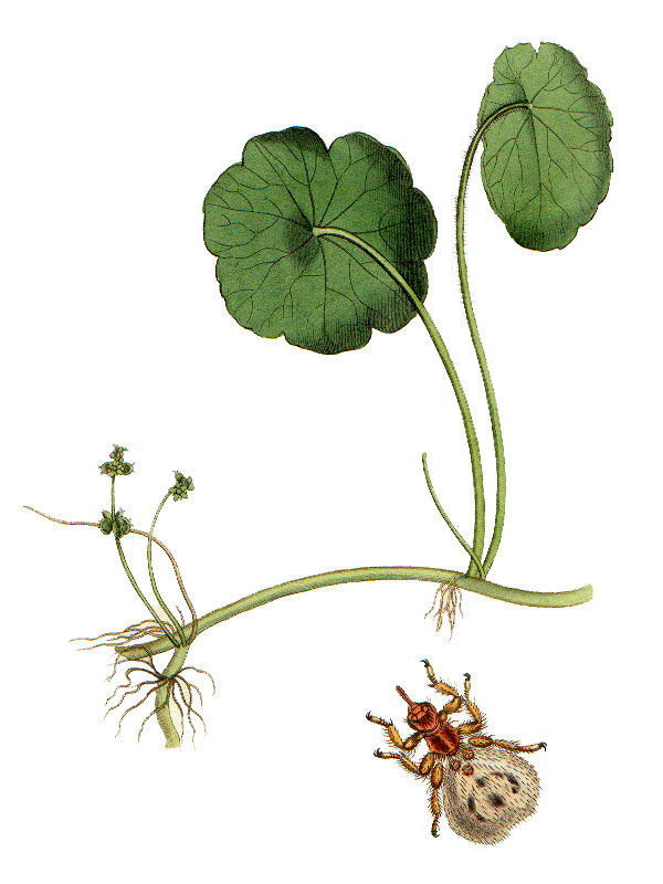 Hydrocotyle vulgaris