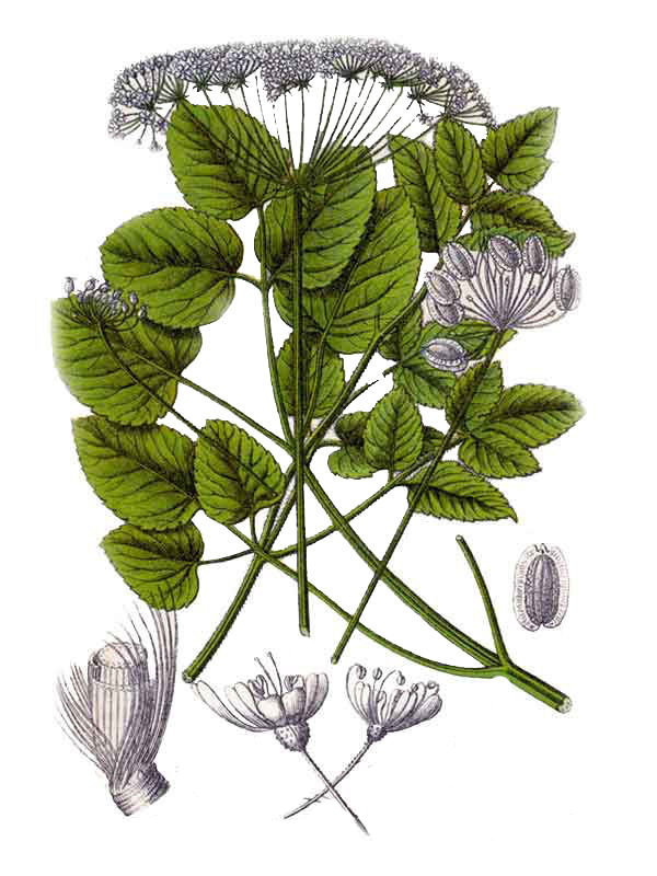 Laserpicium latifolium