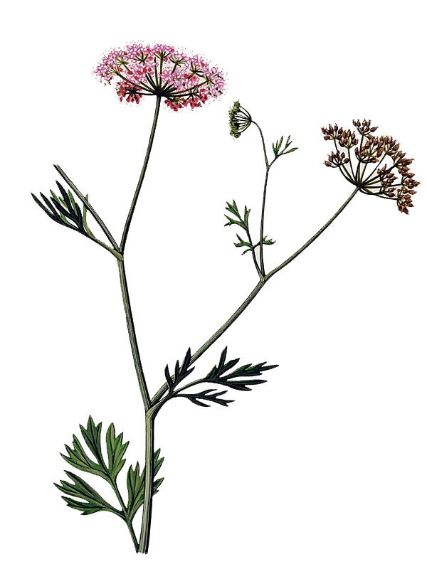 Pimpinella anisum