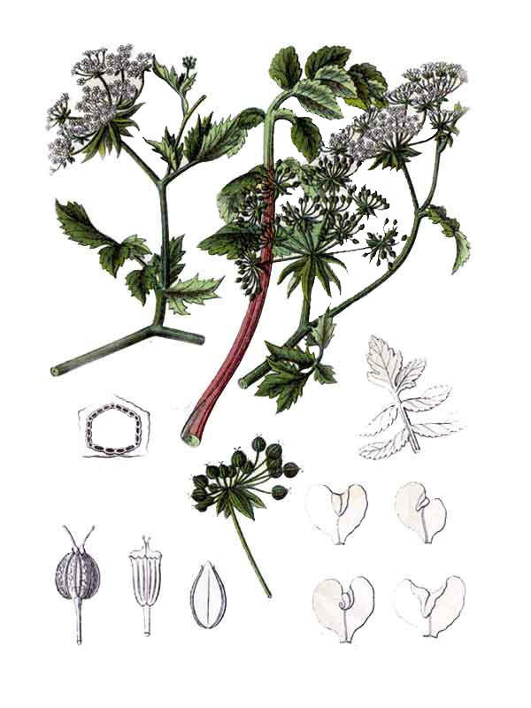 Sium angustifolium