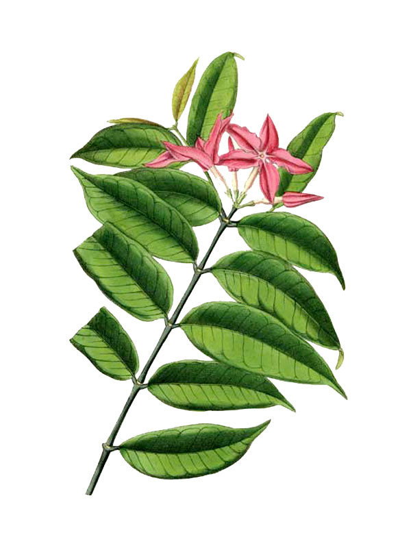 Alafia thouarsii