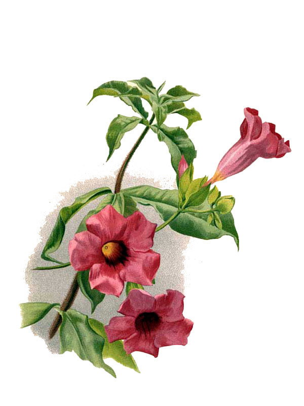 Allamanda blanchetii