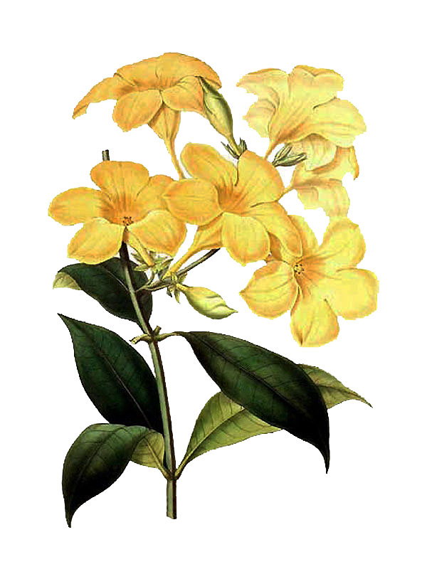 Allamanda cathartica