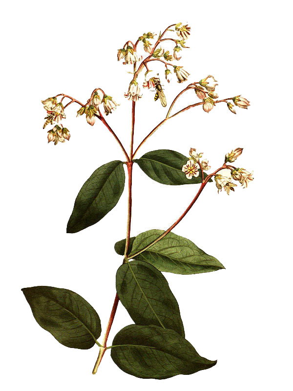 Apocynum androsaemifolium