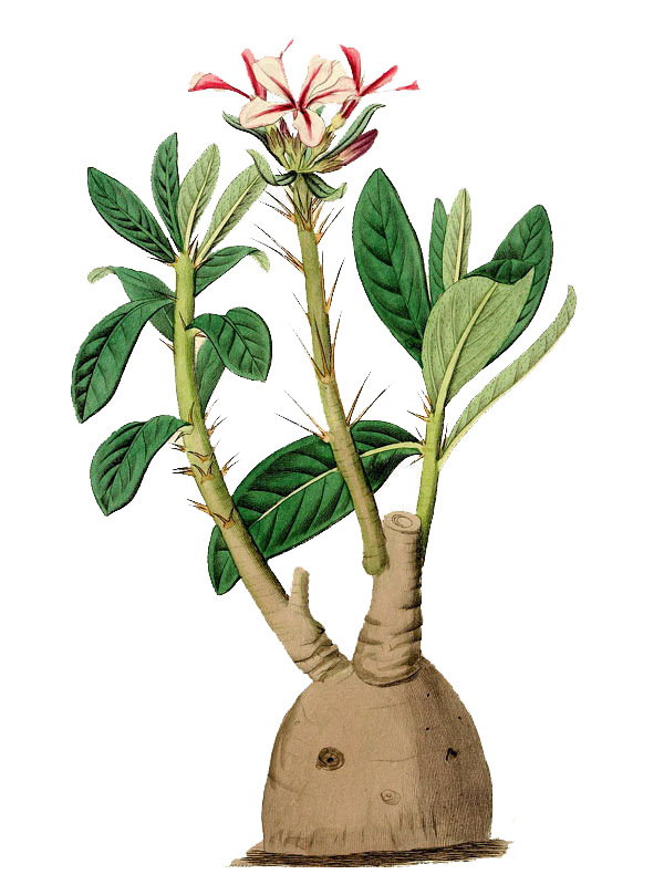 Pachypodium tuberosum