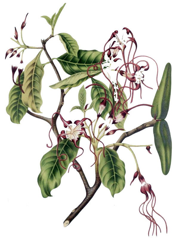 Strophantus caudatus