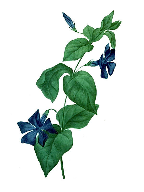 Vinca major