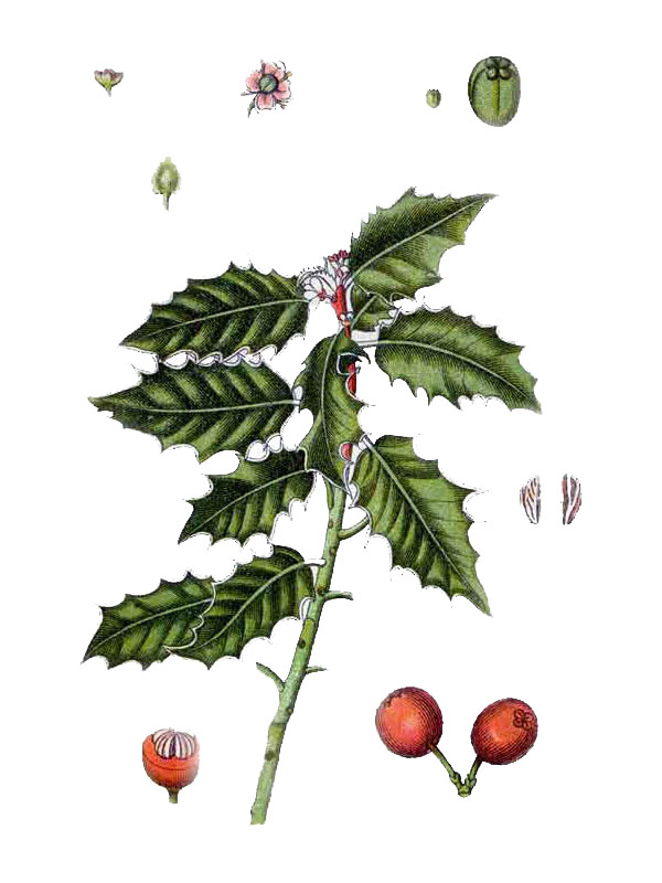 Ilex aquifolium