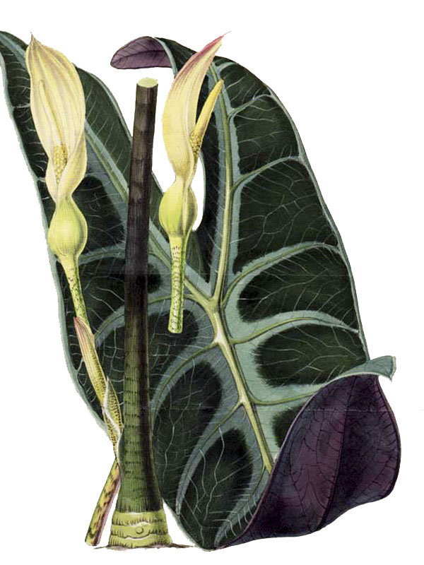 Alocasia longiloba