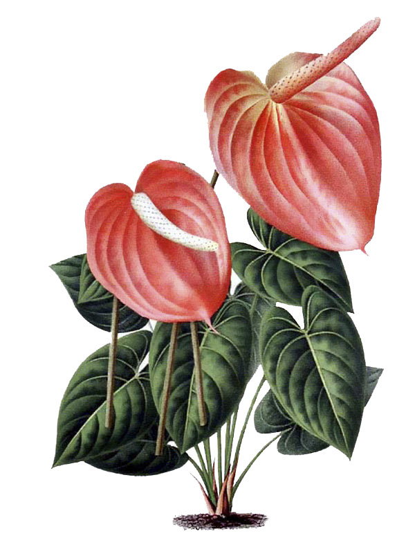 Anthurium roseum