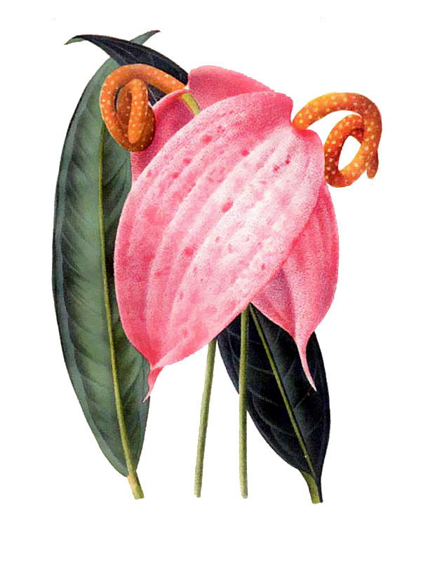 Anthurium scherzerianum