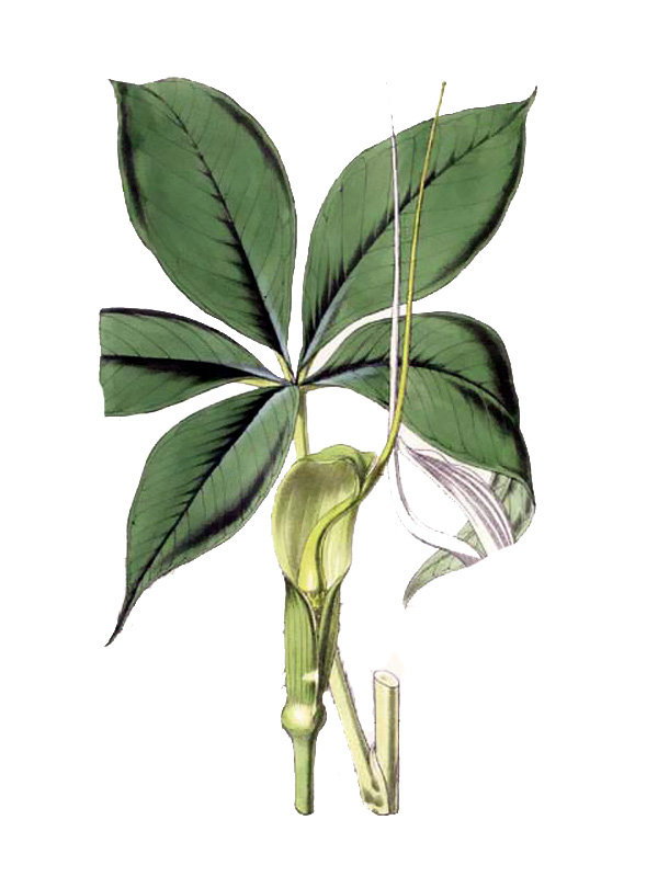 Arisaema jacquemontii