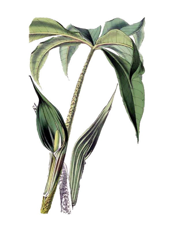 Arisaema leschenaultii