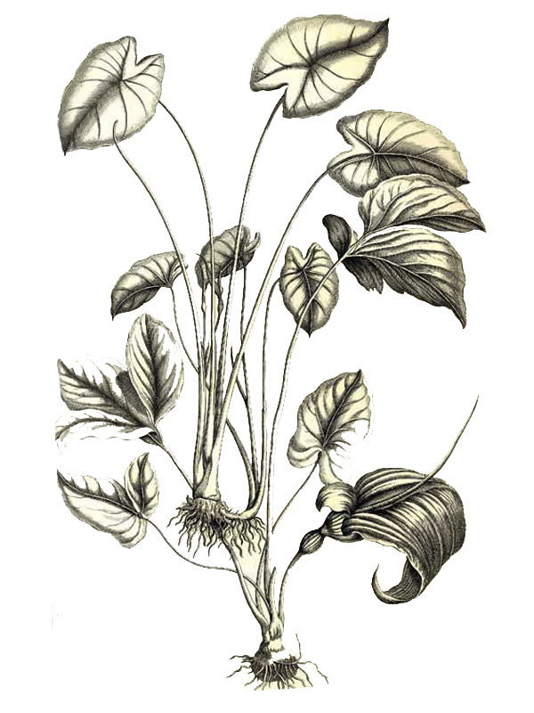 Arum esculentus