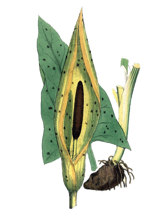 Arum maculatum