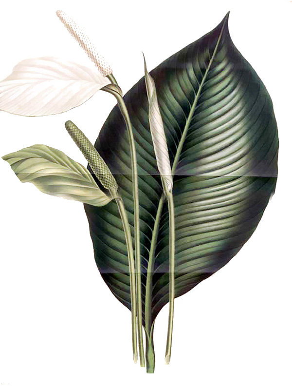 Stathiphyllum commutatum