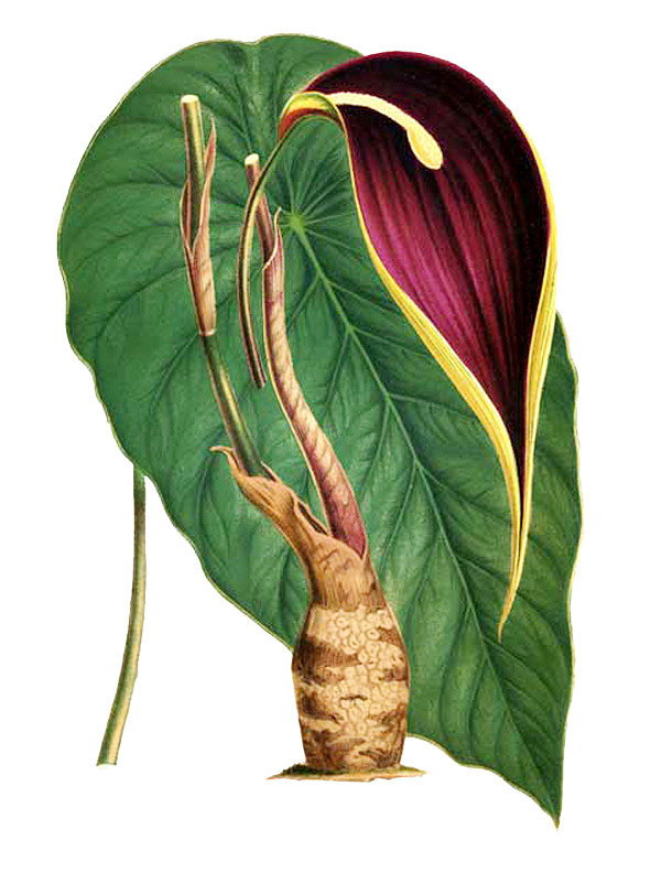Steudnera colocasiifolia