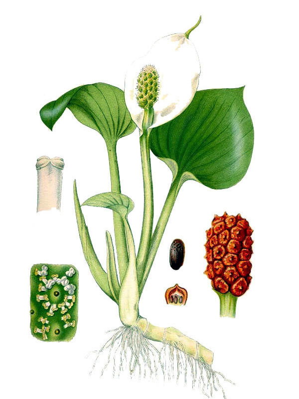 Calla palustris