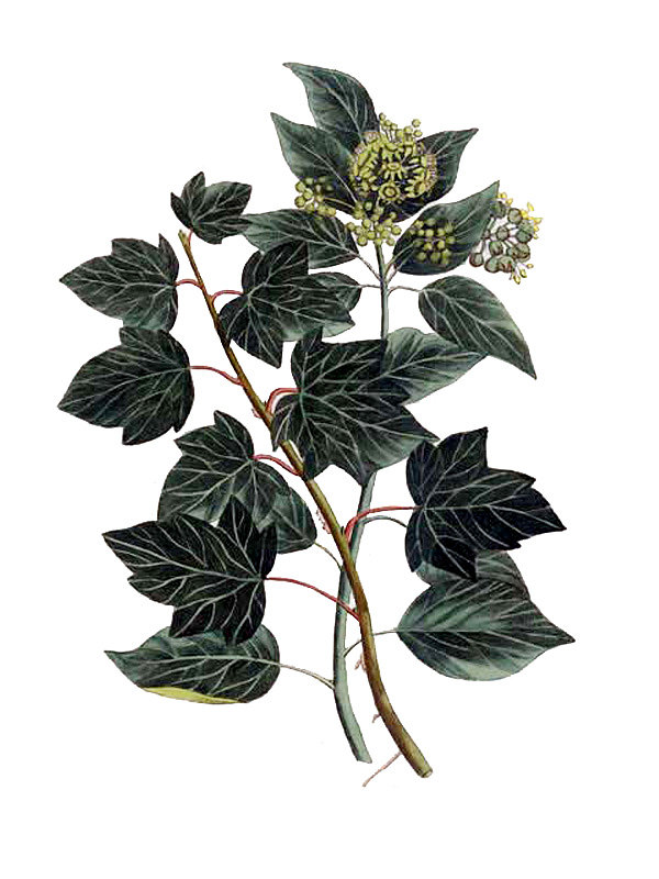 Hedera helix