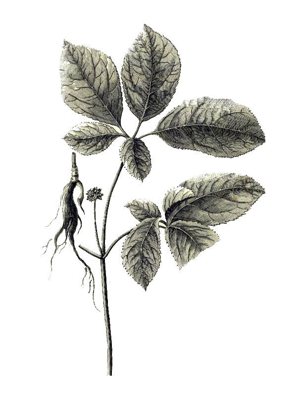 Panax quinquefolium