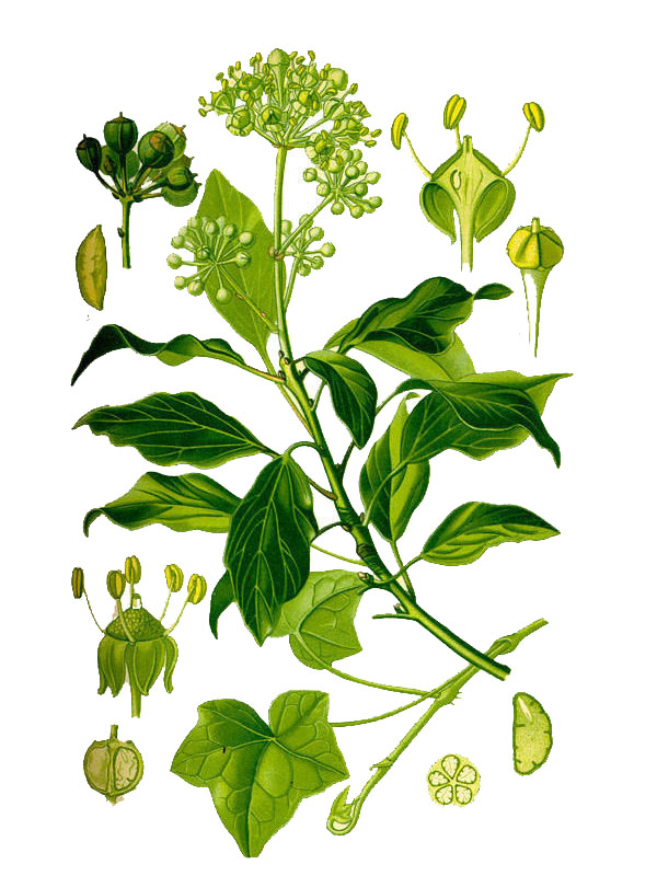 Hedera helix