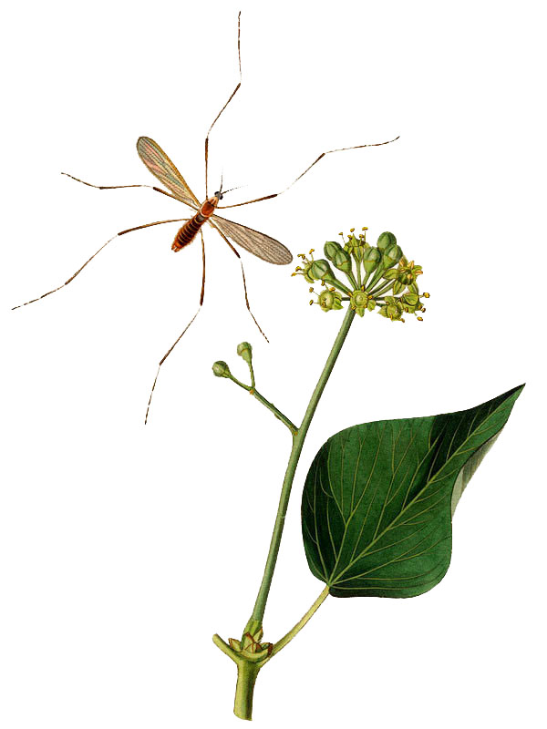 Hedera helix