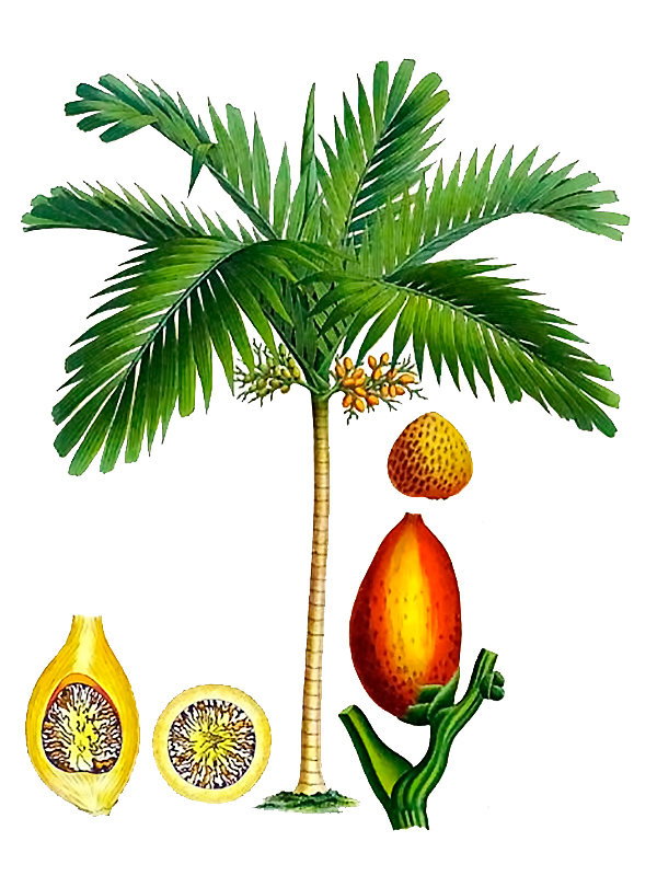 Areca catechu