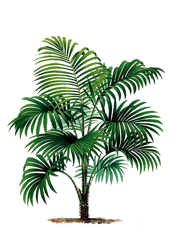 Daemonorops lewisiana