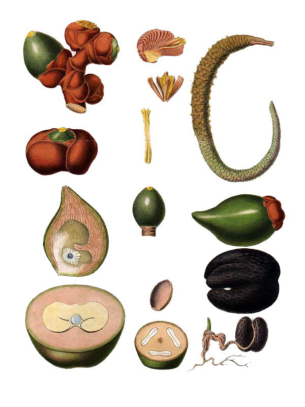 Lodoicea sechellarum