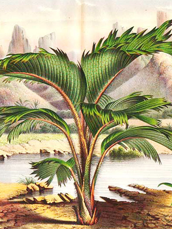 Phoenicophorium borsigianum