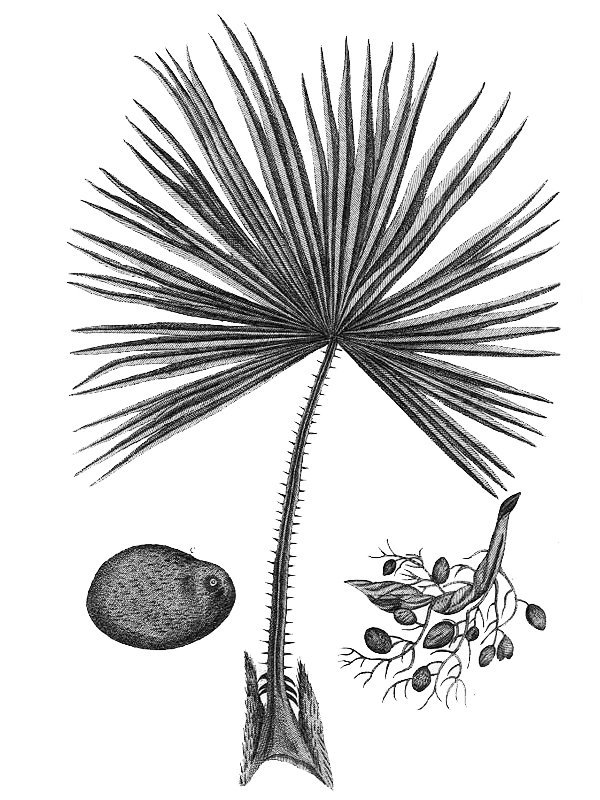 Pholidocarpus ihur
