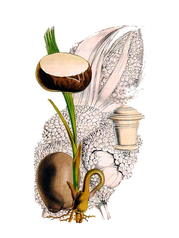 Phytelephas macrocarpa