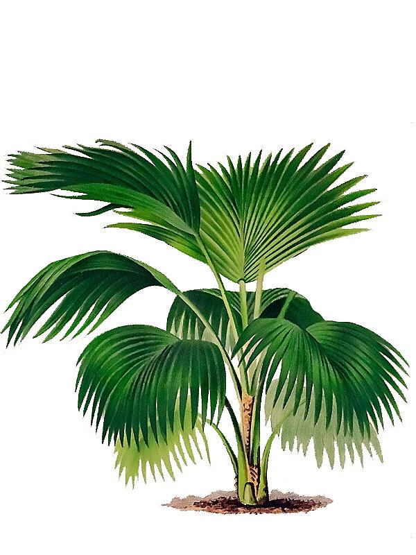 Pritchardia lowreyana