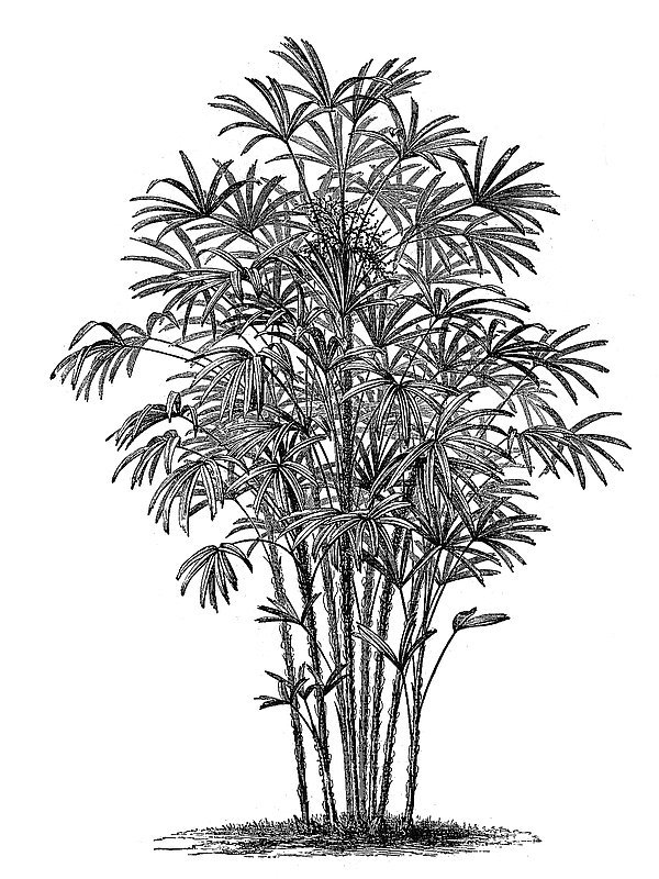 Rhapis flabelliformis