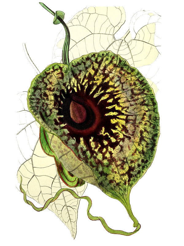 Aristolochia foetens