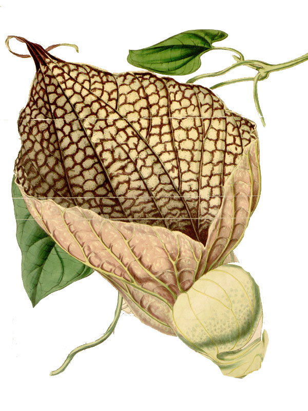 Aristolochia grandiflora