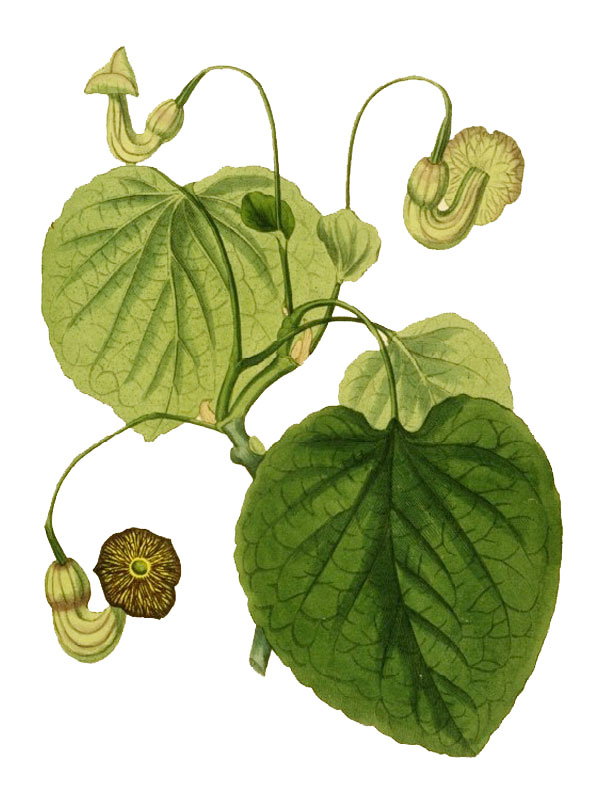 Aristolochia macrophylla